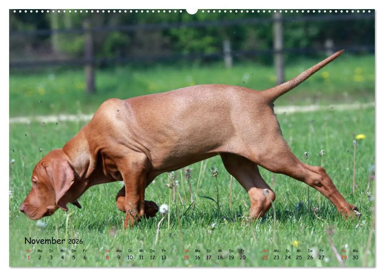 Bild: 9783516076707 | Magyar Vizsla - pure Lebensfreude (Wandkalender 2026 DIN A2 quer),...