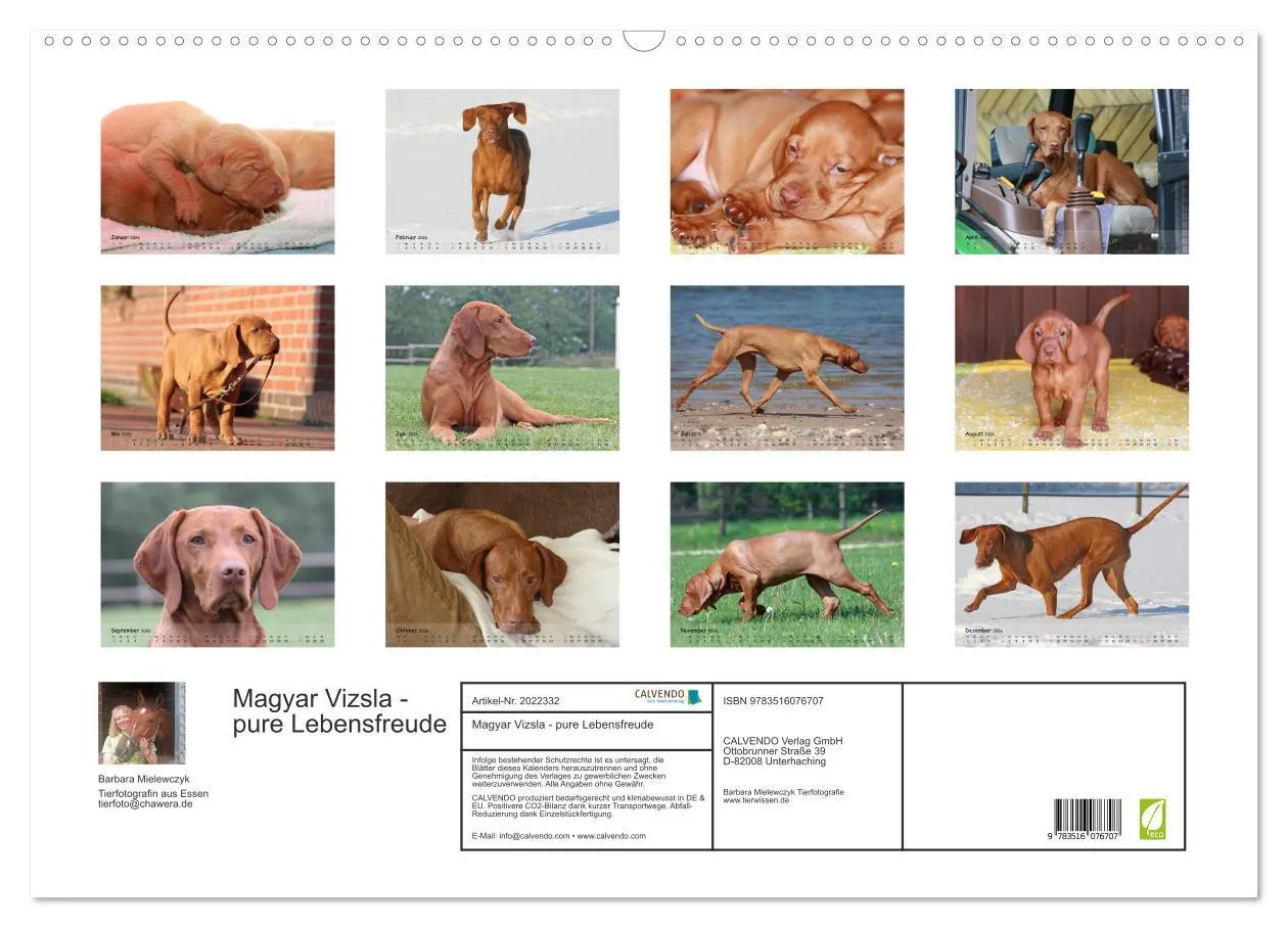Bild: 9783516076707 | Magyar Vizsla - pure Lebensfreude (Wandkalender 2026 DIN A2 quer),...