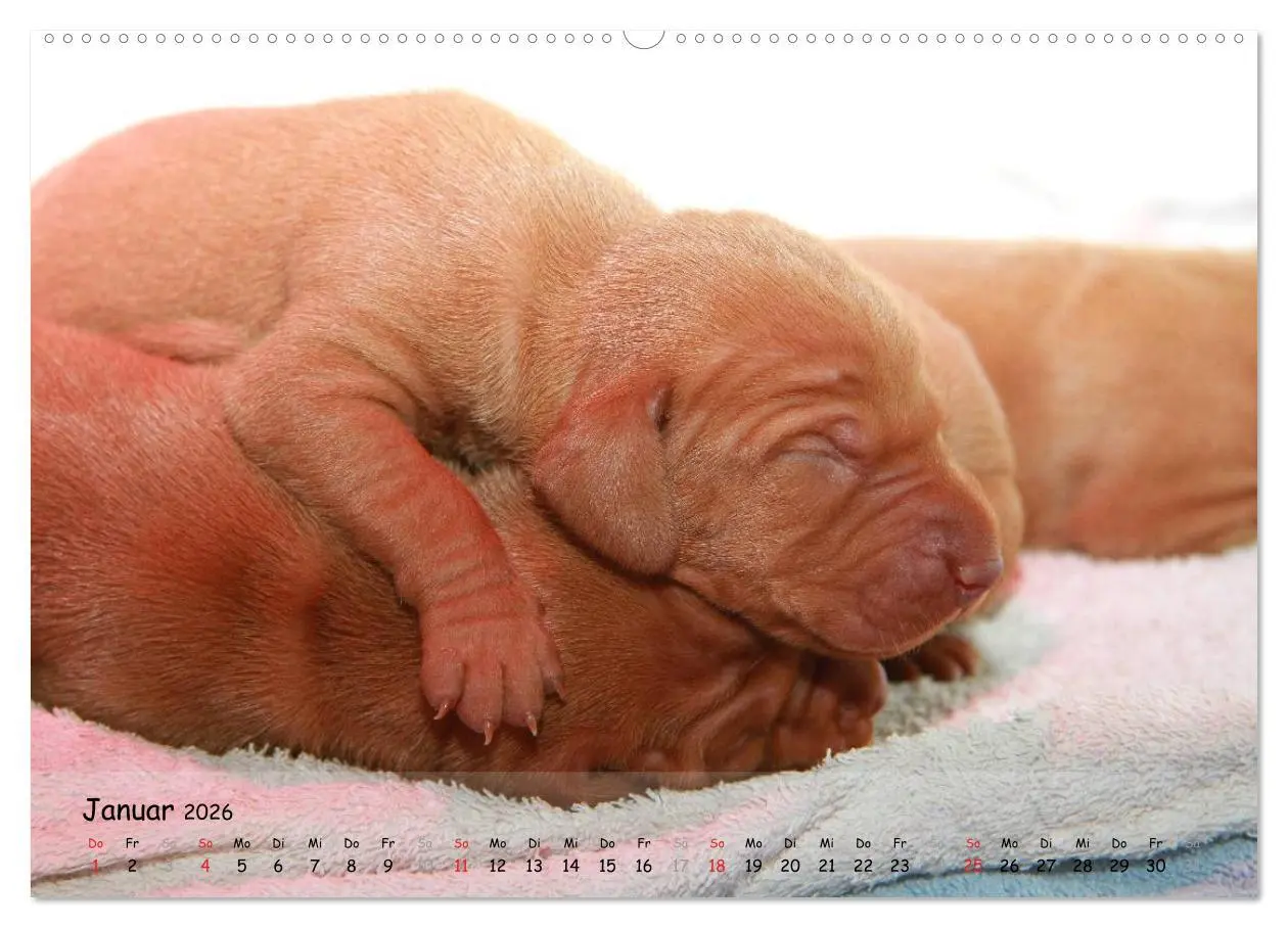 Bild: 9783516076707 | Magyar Vizsla - pure Lebensfreude (Wandkalender 2026 DIN A2 quer),...