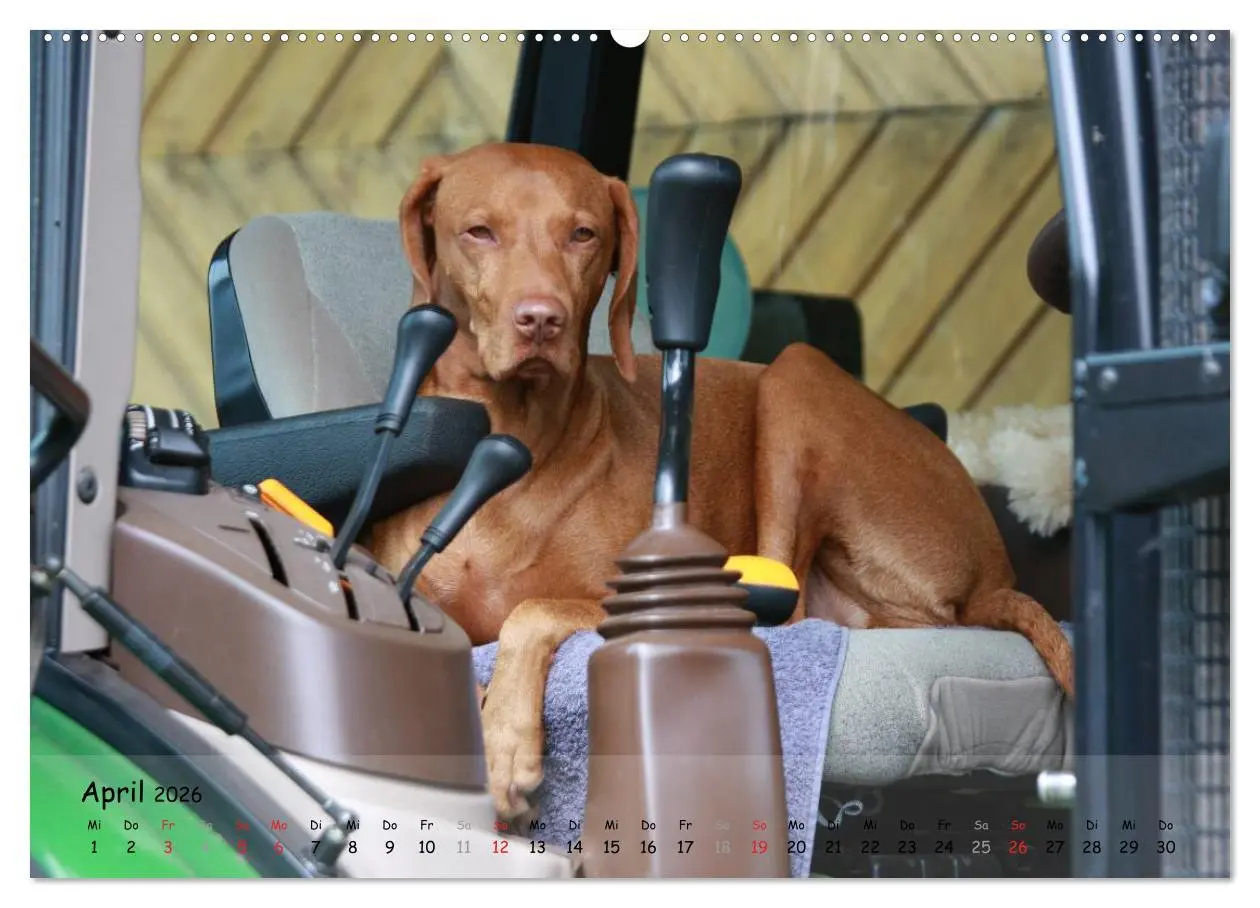 Bild: 9783516076707 | Magyar Vizsla - pure Lebensfreude (Wandkalender 2026 DIN A2 quer),...