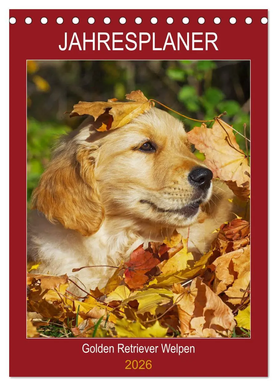 Cover: 9783516386707 | Jahresplaner Golden Retriever Welpen (Tischkalender 2026 DIN A5...