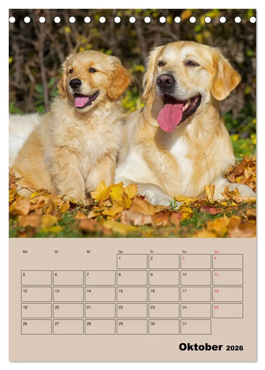 Bild: 9783516386707 | Jahresplaner Golden Retriever Welpen (Tischkalender 2026 DIN A5...