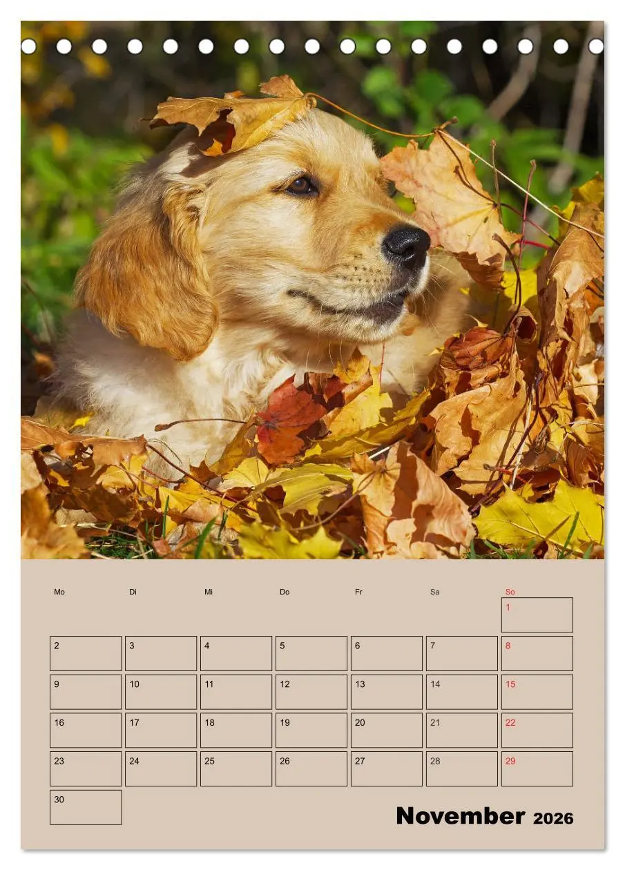 Bild: 9783516386707 | Jahresplaner Golden Retriever Welpen (Tischkalender 2026 DIN A5...