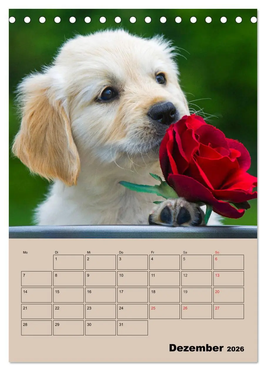 Bild: 9783516386707 | Jahresplaner Golden Retriever Welpen (Tischkalender 2026 DIN A5...
