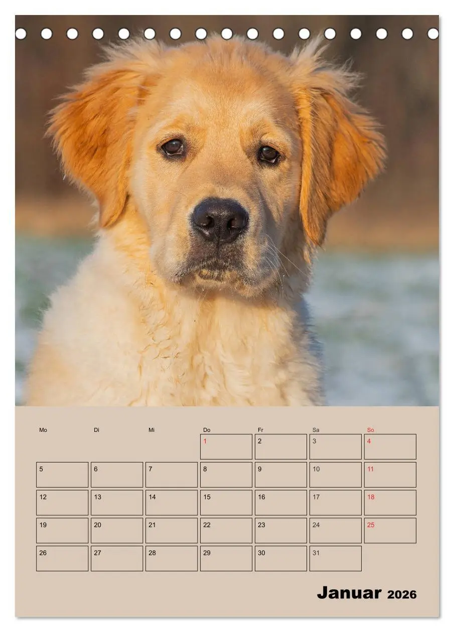 Bild: 9783516386707 | Jahresplaner Golden Retriever Welpen (Tischkalender 2026 DIN A5...