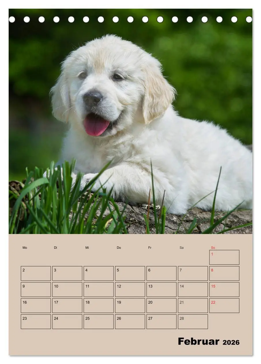Bild: 9783516386707 | Jahresplaner Golden Retriever Welpen (Tischkalender 2026 DIN A5...