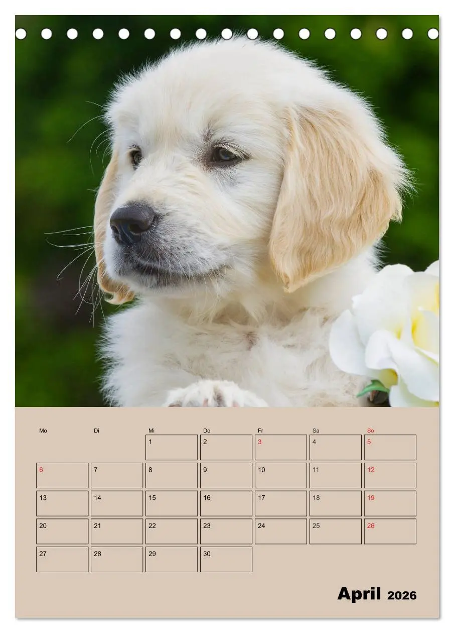 Bild: 9783516386707 | Jahresplaner Golden Retriever Welpen (Tischkalender 2026 DIN A5...