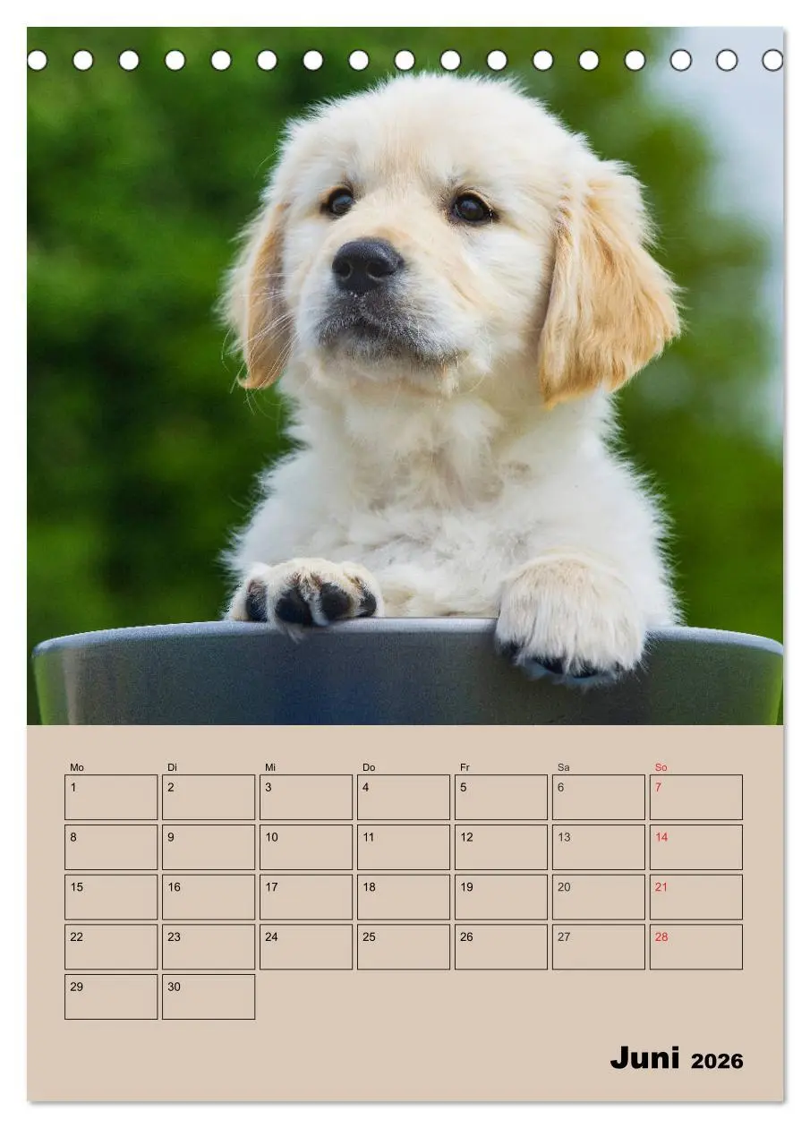 Bild: 9783516386707 | Jahresplaner Golden Retriever Welpen (Tischkalender 2026 DIN A5...