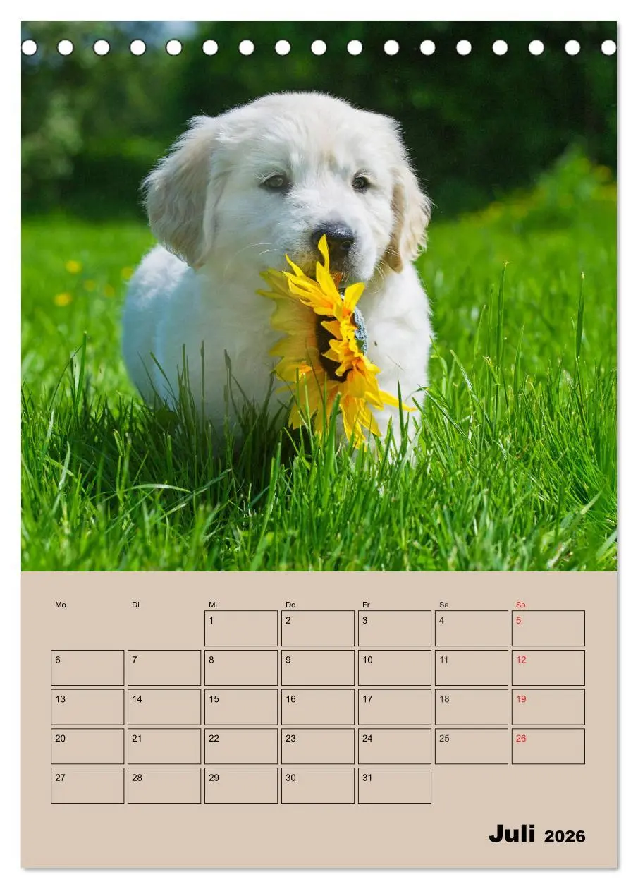 Bild: 9783516386707 | Jahresplaner Golden Retriever Welpen (Tischkalender 2026 DIN A5...
