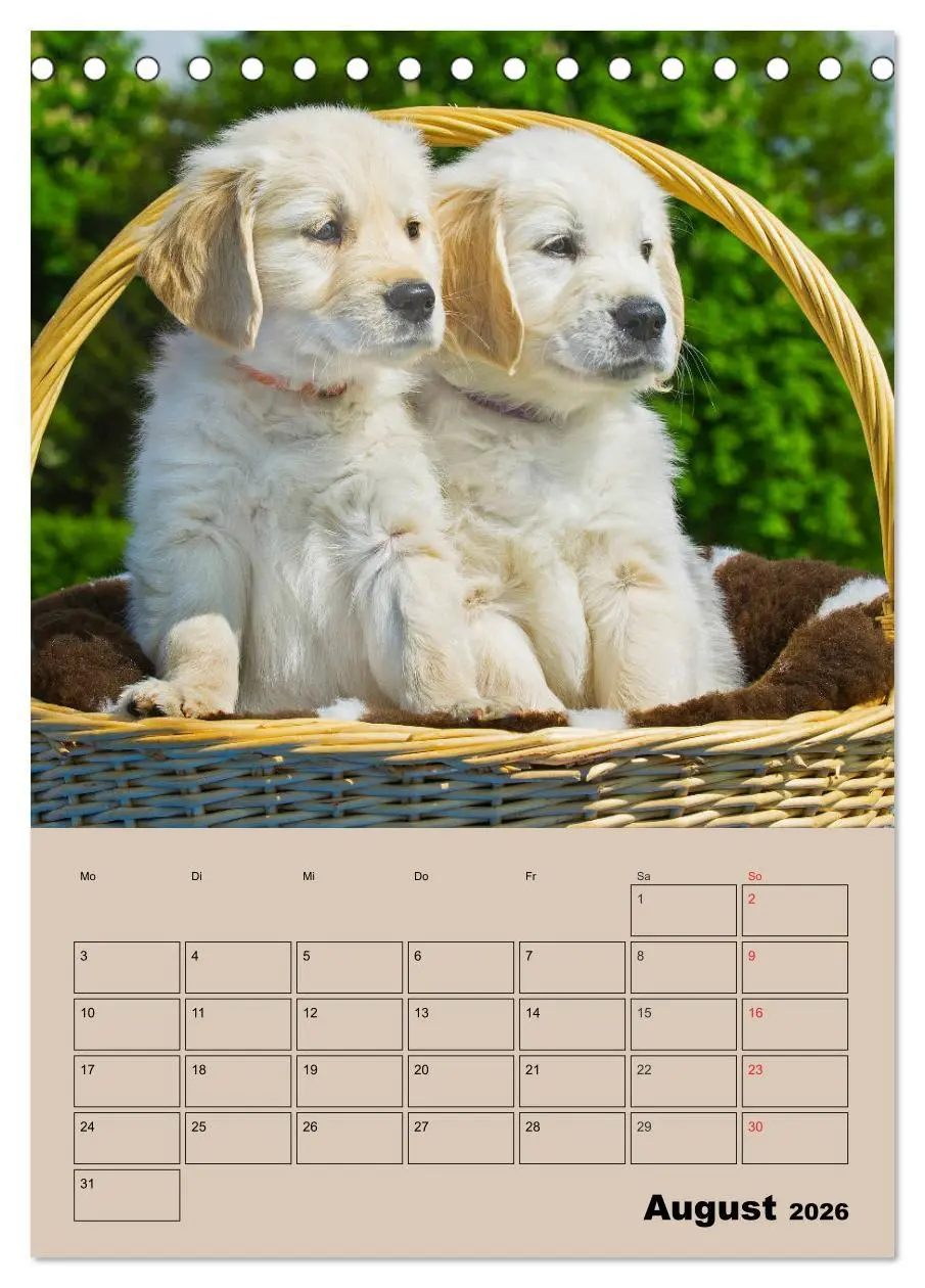 Bild: 9783516386707 | Jahresplaner Golden Retriever Welpen (Tischkalender 2026 DIN A5...