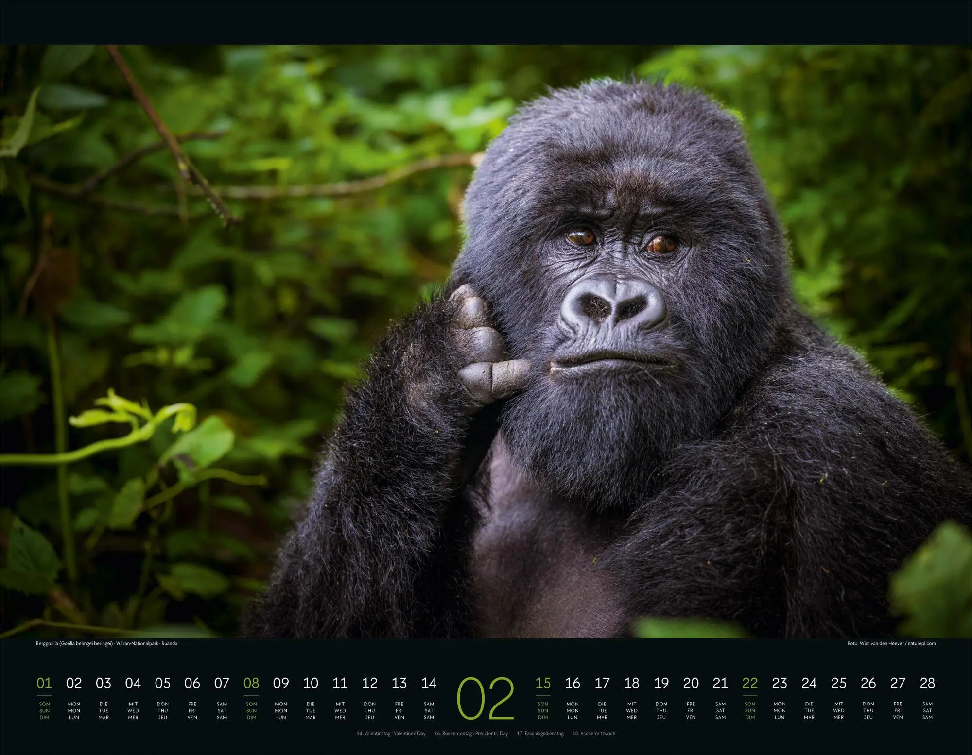 Bild: 9783838426907 | Wildes Afrika Kalender 2026 | Ackermann Kunstverlag GmbH | Kalender