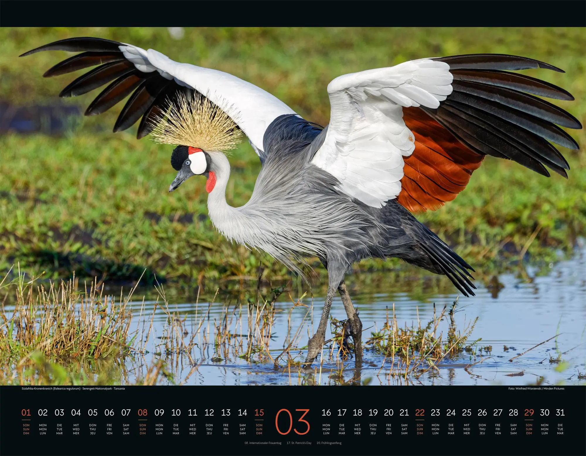 Bild: 9783838426907 | Wildes Afrika Kalender 2026 | Ackermann Kunstverlag GmbH | Kalender