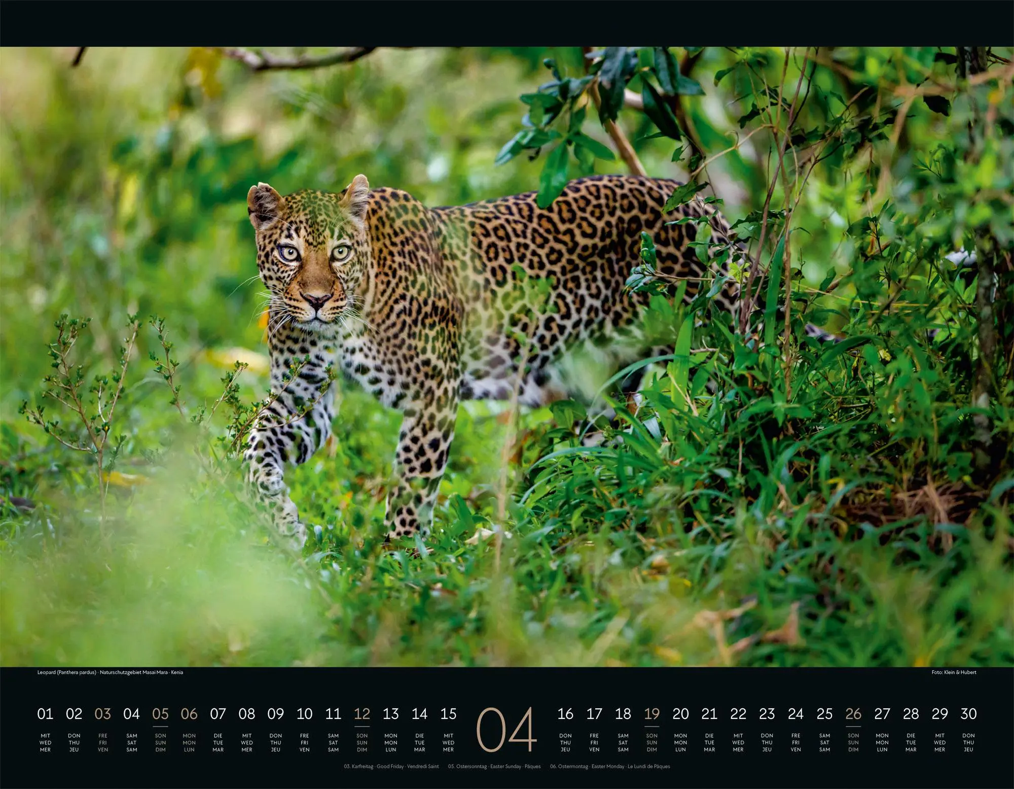 Bild: 9783838426907 | Wildes Afrika Kalender 2026 | Ackermann Kunstverlag GmbH | Kalender
