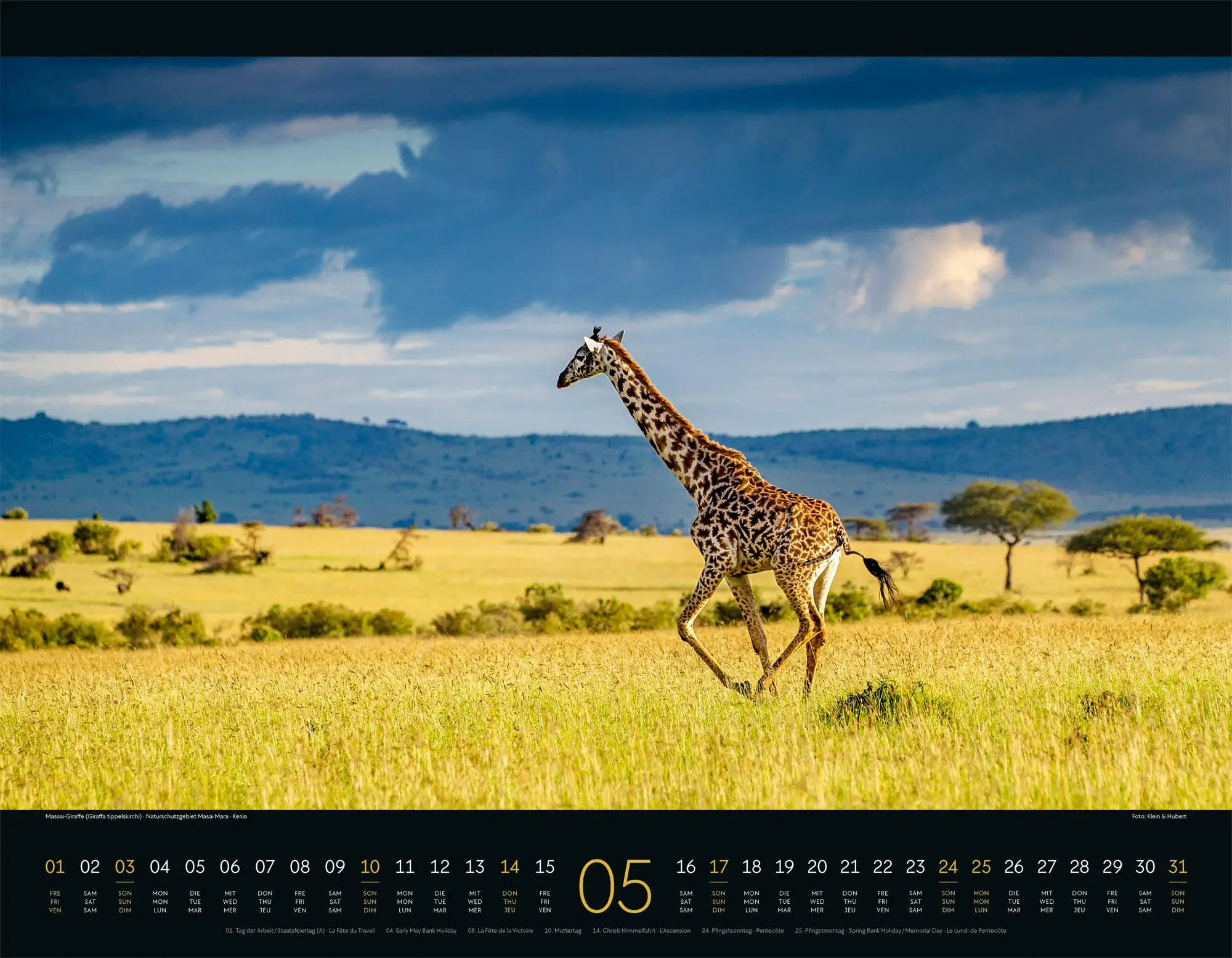 Bild: 9783838426907 | Wildes Afrika Kalender 2026 | Ackermann Kunstverlag GmbH | Kalender