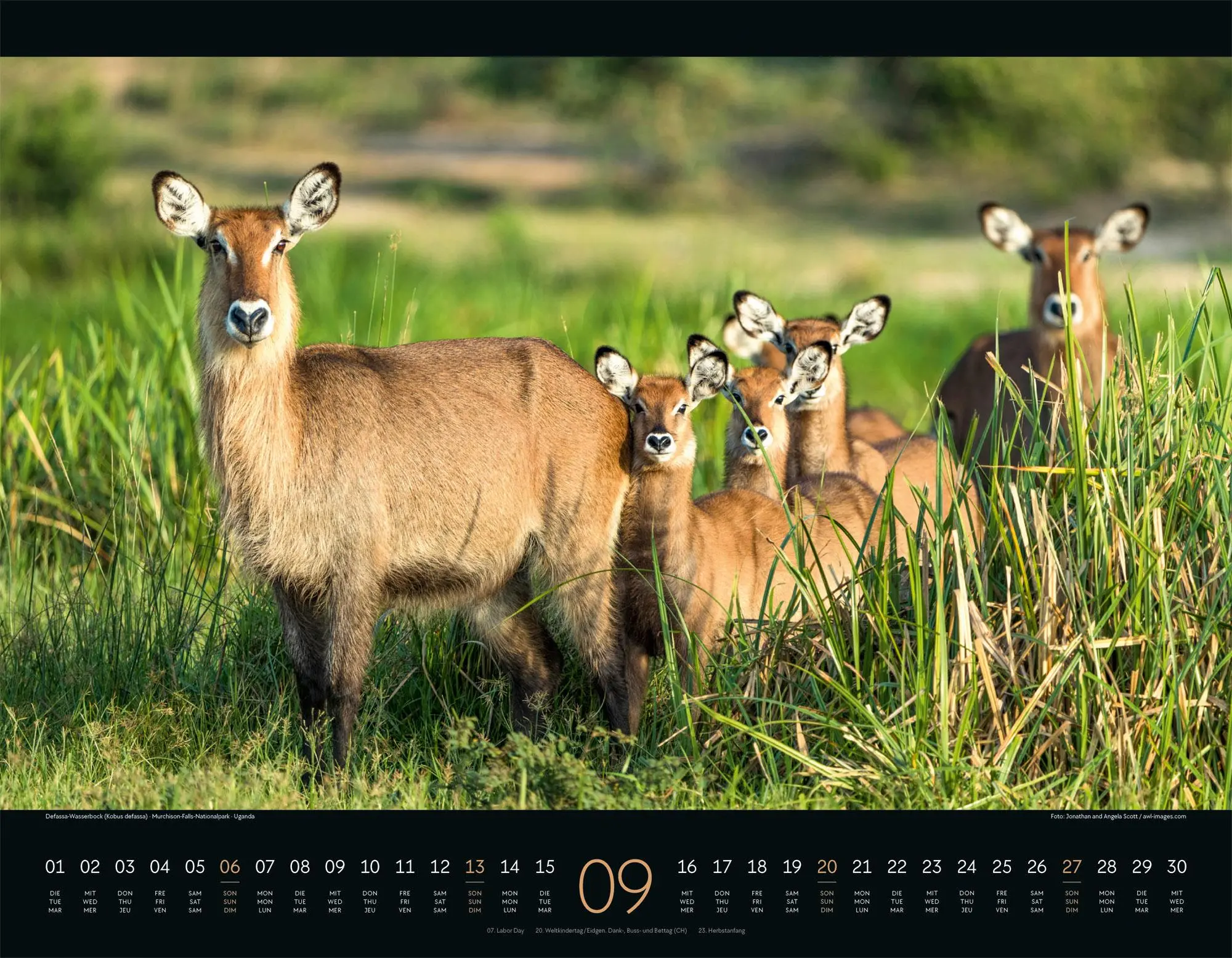 Bild: 9783838426907 | Wildes Afrika Kalender 2026 | Ackermann Kunstverlag GmbH | Kalender