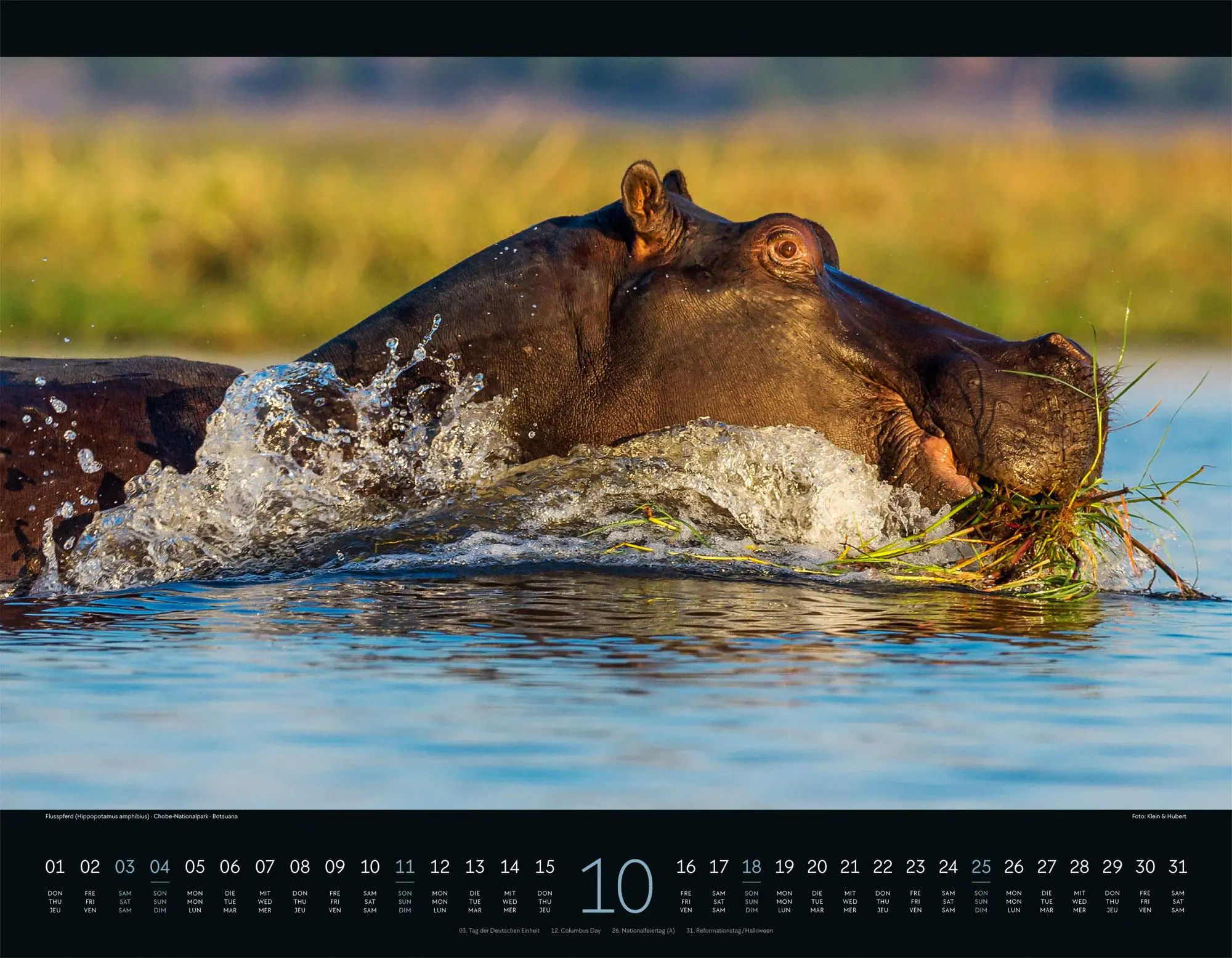 Bild: 9783838426907 | Wildes Afrika Kalender 2026 | Ackermann Kunstverlag GmbH | Kalender