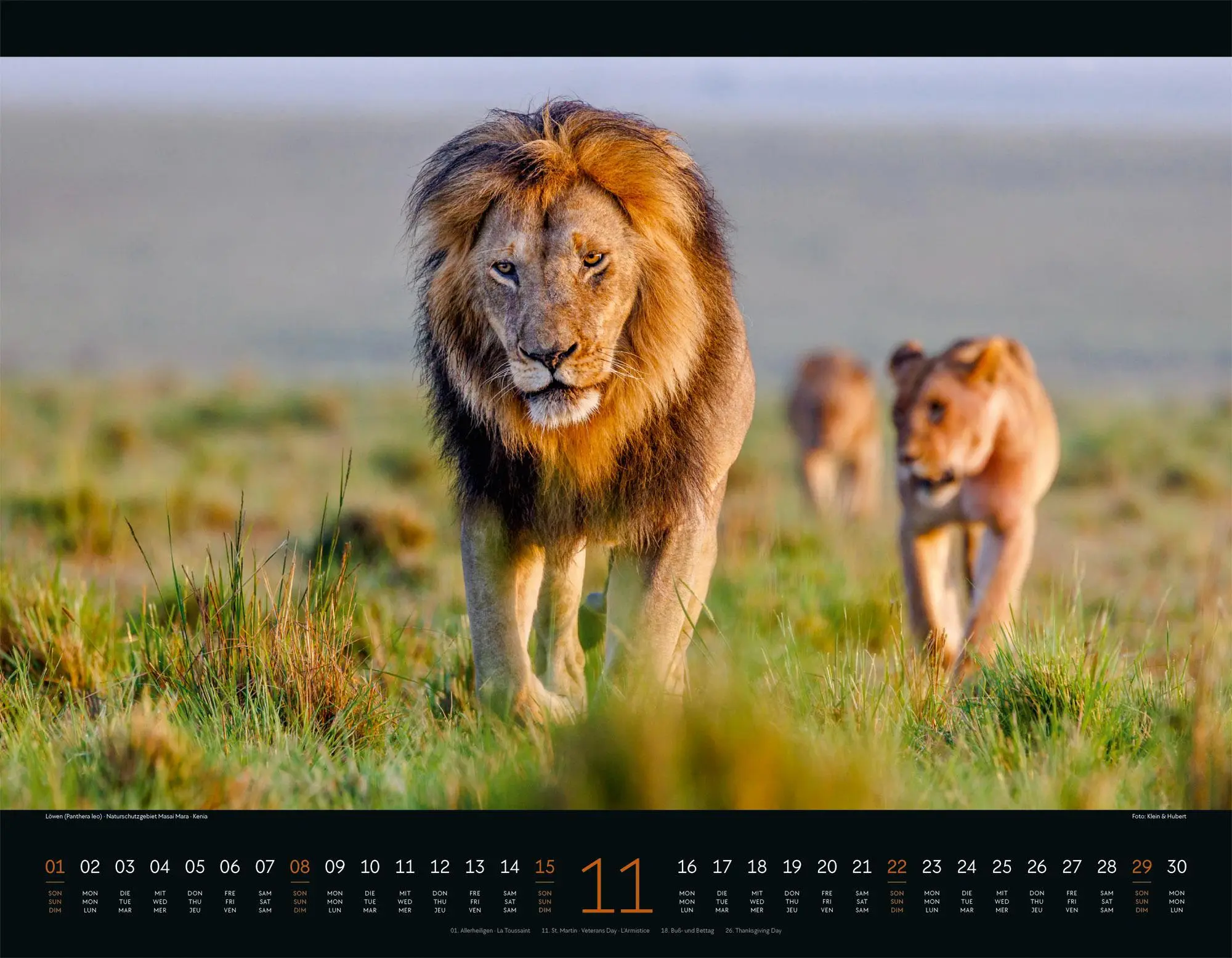 Bild: 9783838426907 | Wildes Afrika Kalender 2026 | Ackermann Kunstverlag GmbH | Kalender