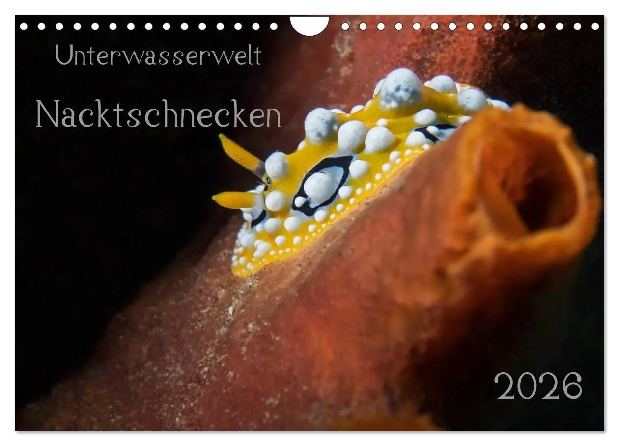 Cover: 9783516017007 | Unterwasserwelt Nacktschnecken (Wandkalender 2026 DIN A4 quer),...