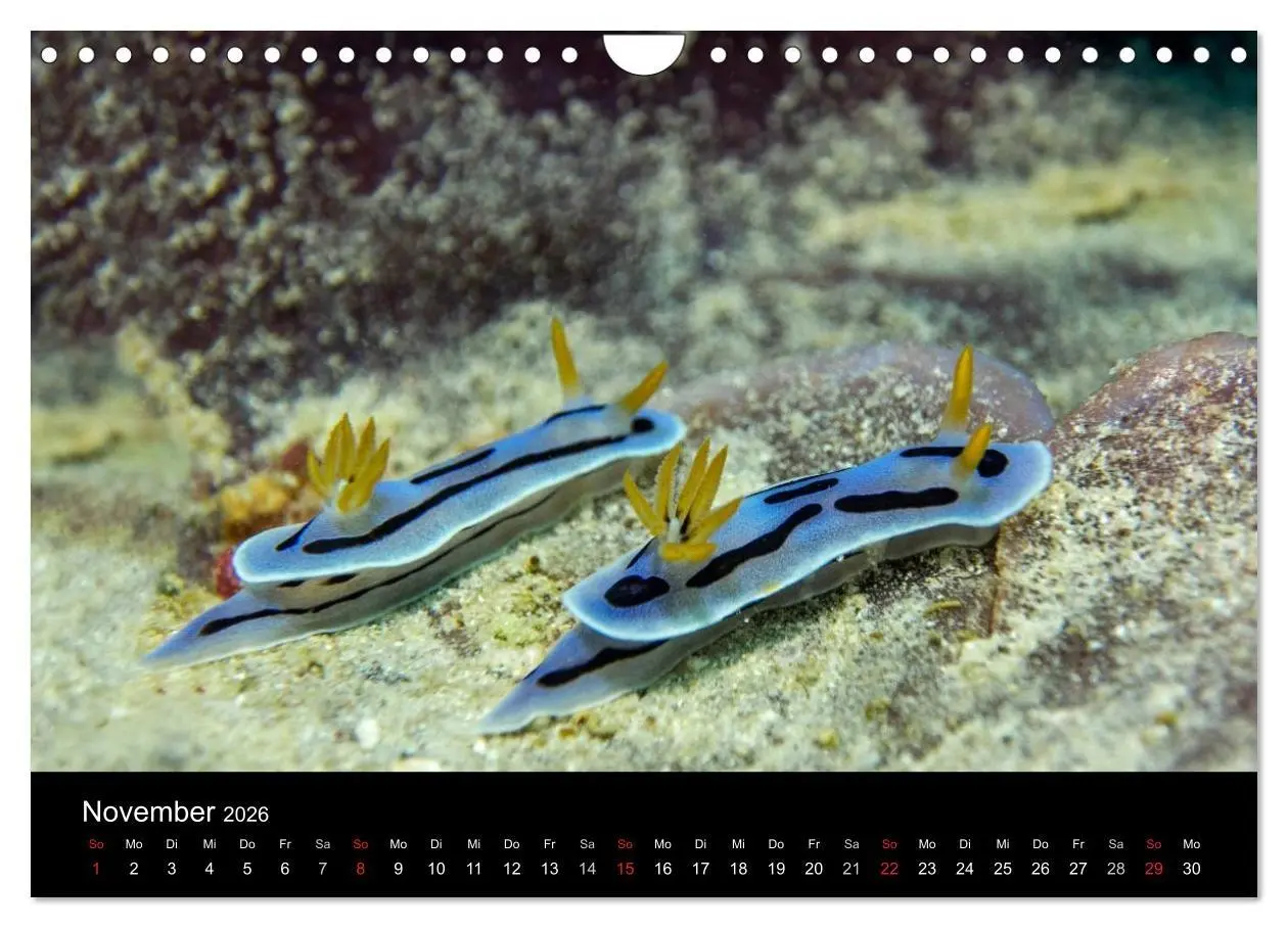 Bild: 9783516017007 | Unterwasserwelt Nacktschnecken (Wandkalender 2026 DIN A4 quer),...