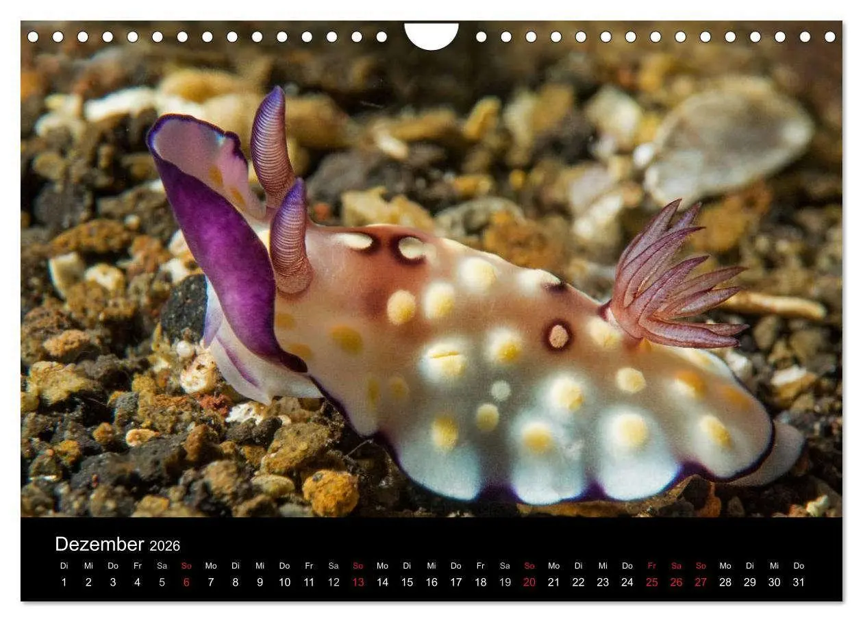 Bild: 9783516017007 | Unterwasserwelt Nacktschnecken (Wandkalender 2026 DIN A4 quer),...