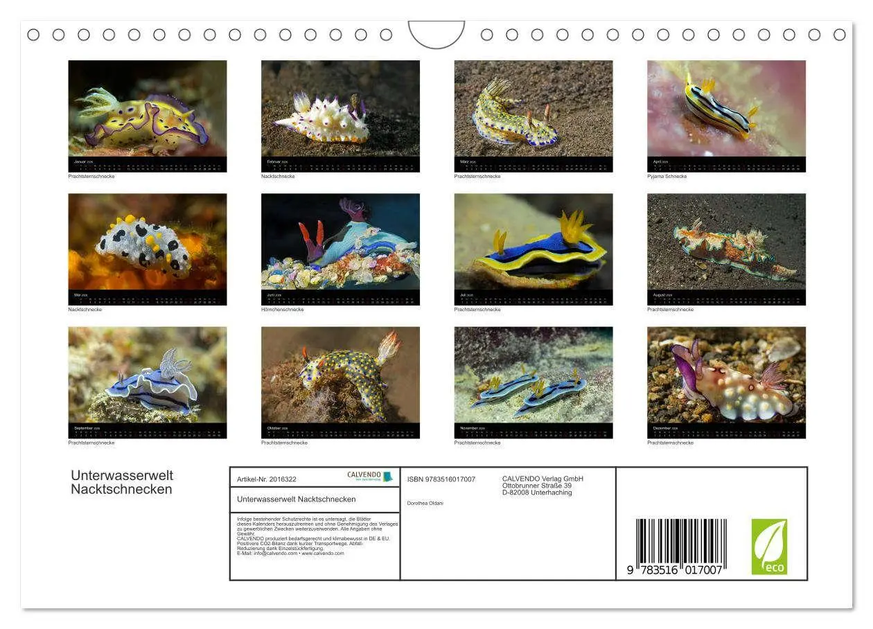 Bild: 9783516017007 | Unterwasserwelt Nacktschnecken (Wandkalender 2026 DIN A4 quer),...