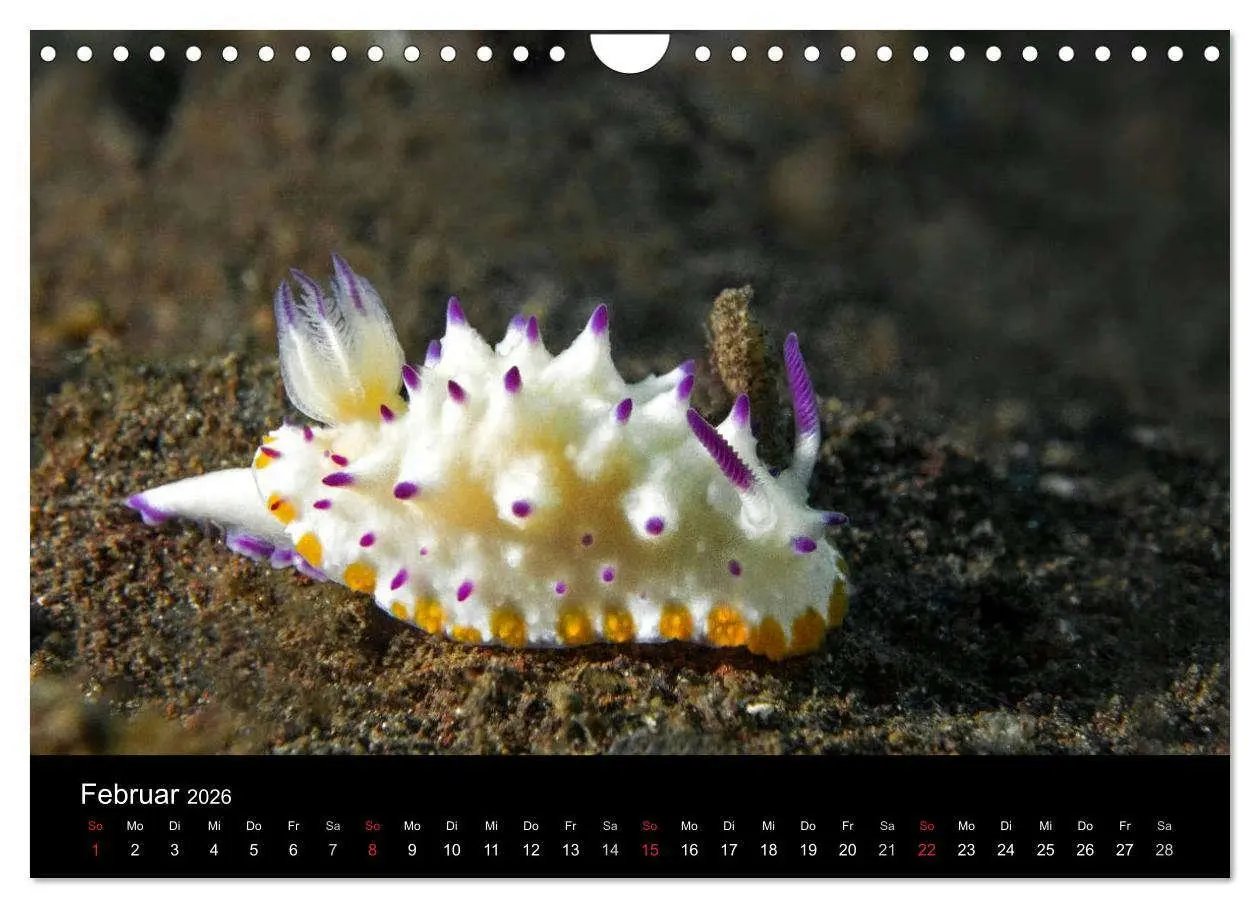 Bild: 9783516017007 | Unterwasserwelt Nacktschnecken (Wandkalender 2026 DIN A4 quer),...