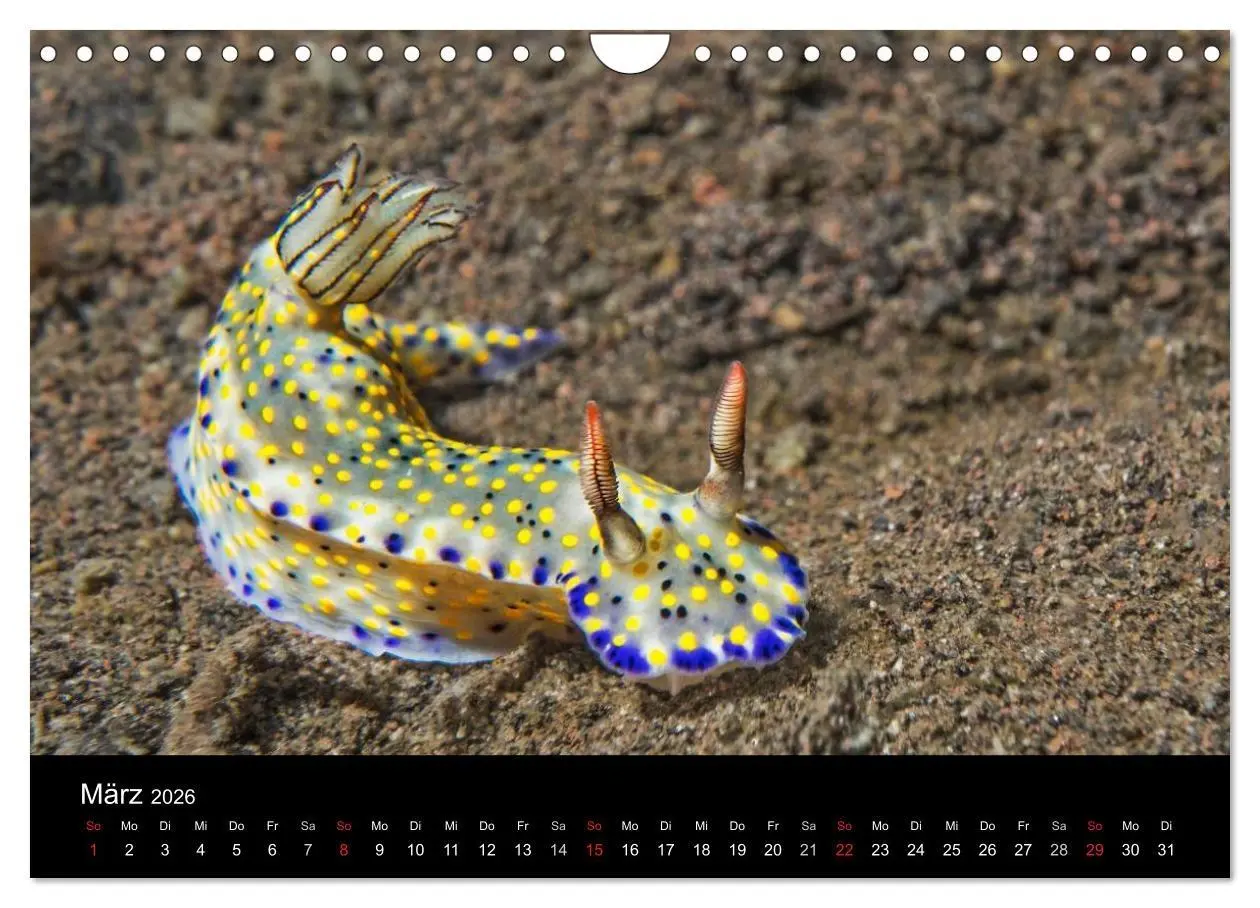 Bild: 9783516017007 | Unterwasserwelt Nacktschnecken (Wandkalender 2026 DIN A4 quer),...