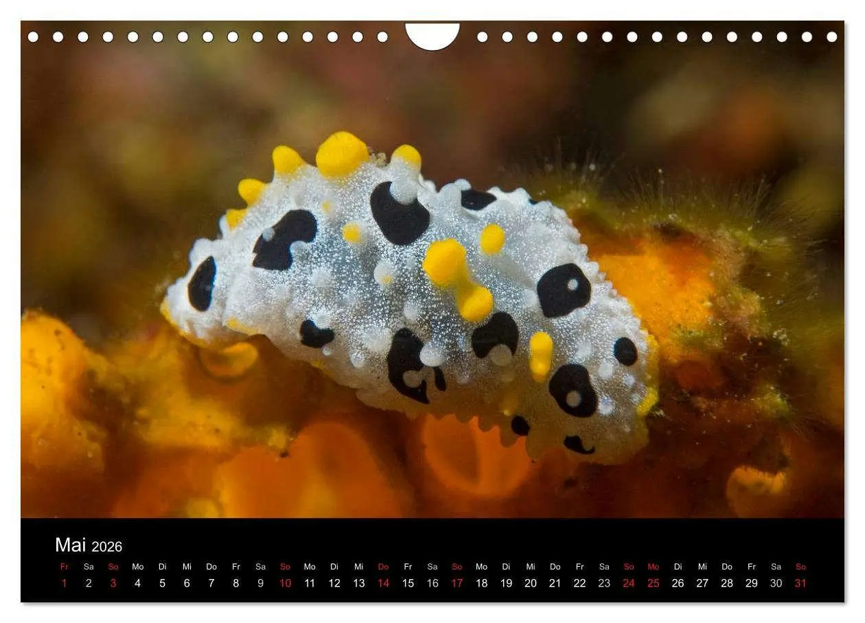 Bild: 9783516017007 | Unterwasserwelt Nacktschnecken (Wandkalender 2026 DIN A4 quer),...