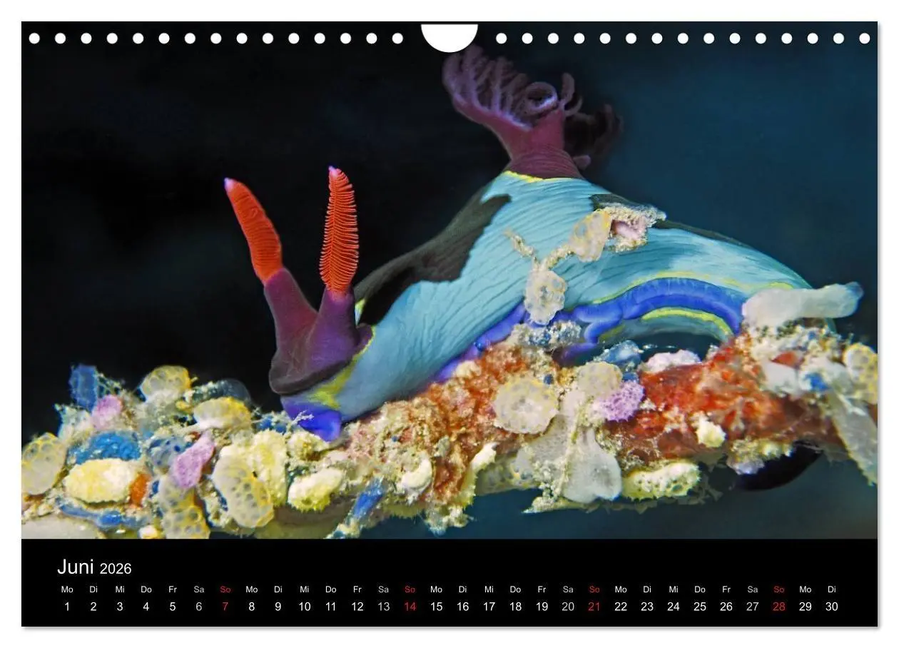 Bild: 9783516017007 | Unterwasserwelt Nacktschnecken (Wandkalender 2026 DIN A4 quer),...