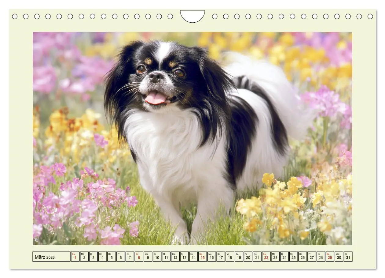 Bild: 9783457917107 | Edle Japan Chins. Zarte Herzen aus Fernost (Wandkalender 2026 DIN...