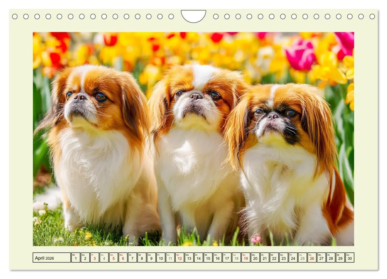 Bild: 9783457917107 | Edle Japan Chins. Zarte Herzen aus Fernost (Wandkalender 2026 DIN...