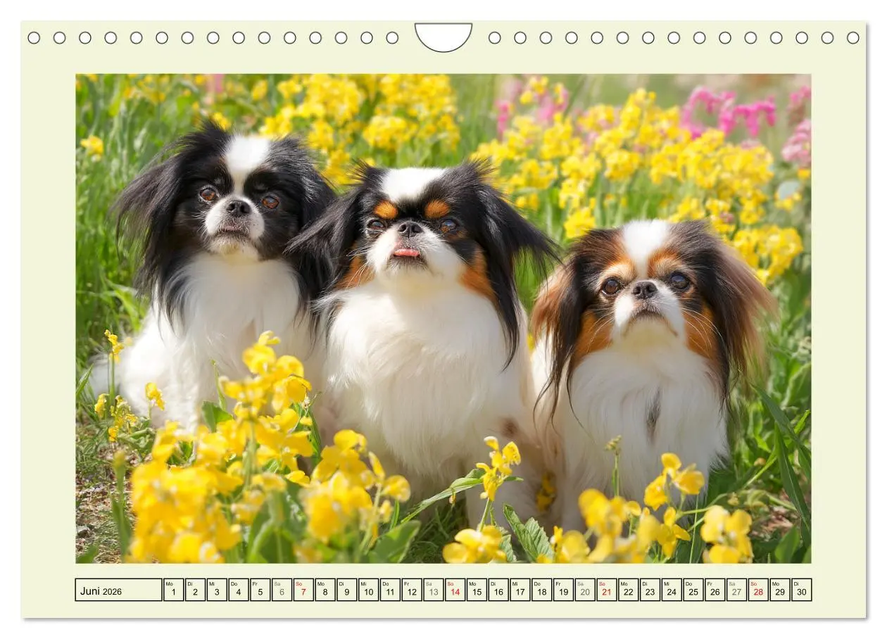 Bild: 9783457917107 | Edle Japan Chins. Zarte Herzen aus Fernost (Wandkalender 2026 DIN...