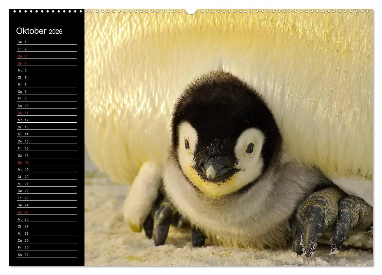 Bild: 9783516097207 | Pinguine - Kaiser- und Königspinguine (Wandkalender 2026 DIN A2...