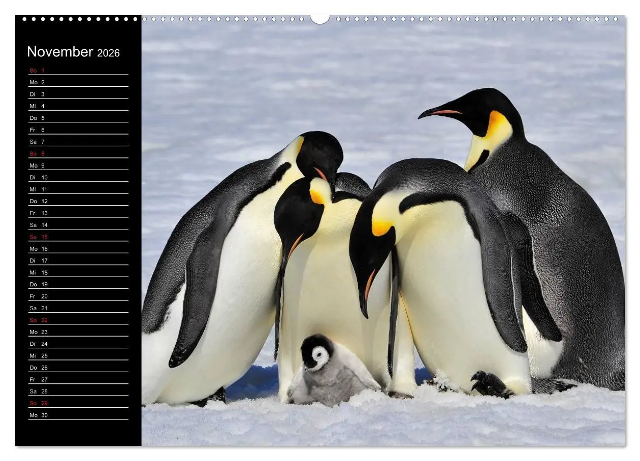 Bild: 9783516097207 | Pinguine - Kaiser- und Königspinguine (Wandkalender 2026 DIN A2...