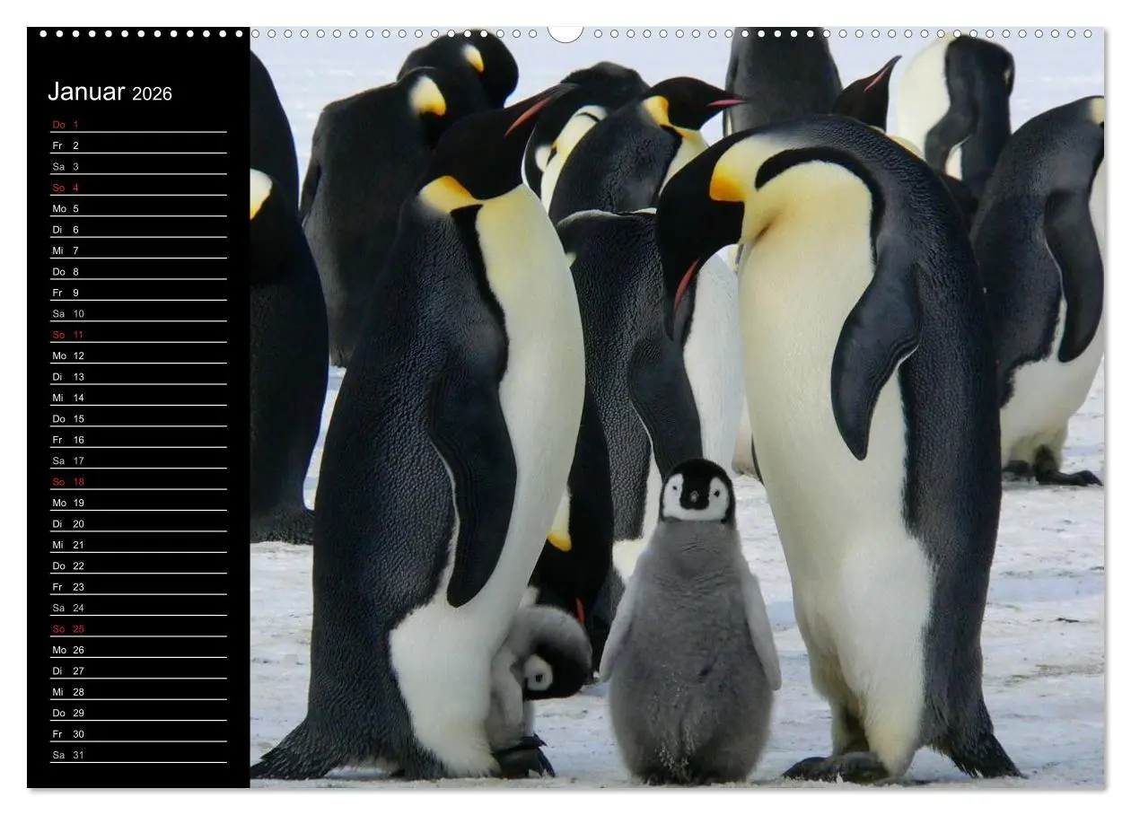 Bild: 9783516097207 | Pinguine - Kaiser- und Königspinguine (Wandkalender 2026 DIN A2...