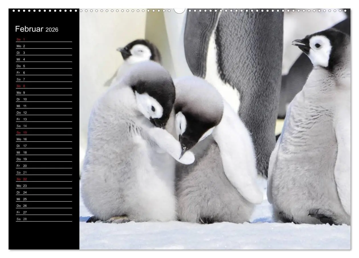 Bild: 9783516097207 | Pinguine - Kaiser- und Königspinguine (Wandkalender 2026 DIN A2...