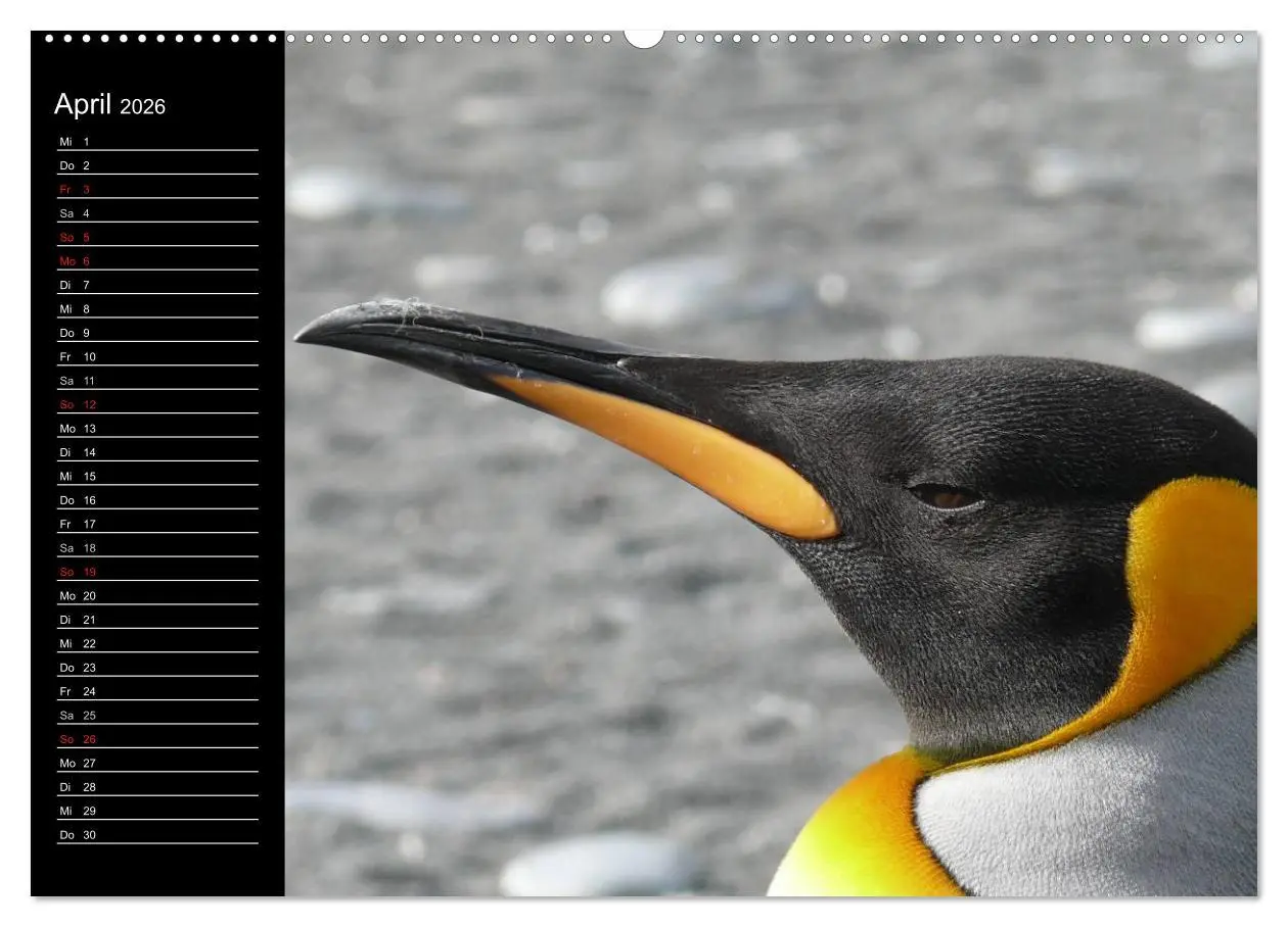 Bild: 9783516097207 | Pinguine - Kaiser- und Königspinguine (Wandkalender 2026 DIN A2...
