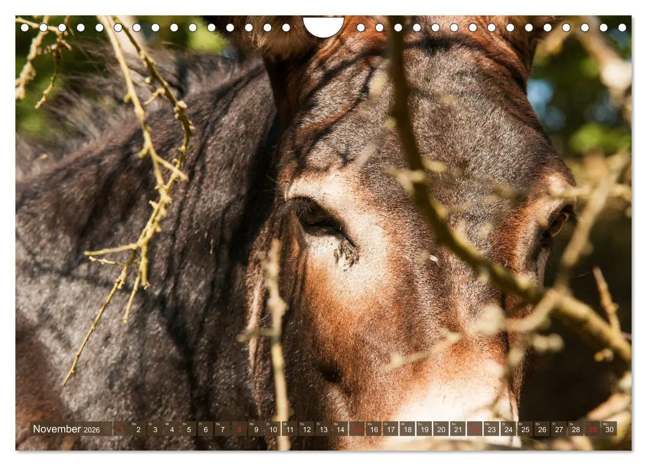 Bild: 9783457757307 | Kunterbunte Eselwelt - Liebenswerte Langohren (Wandkalender 2026...