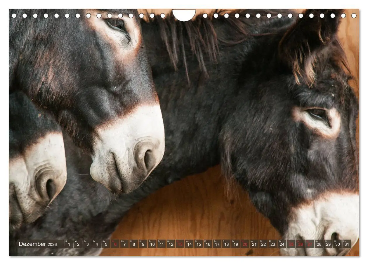 Bild: 9783457757307 | Kunterbunte Eselwelt - Liebenswerte Langohren (Wandkalender 2026...