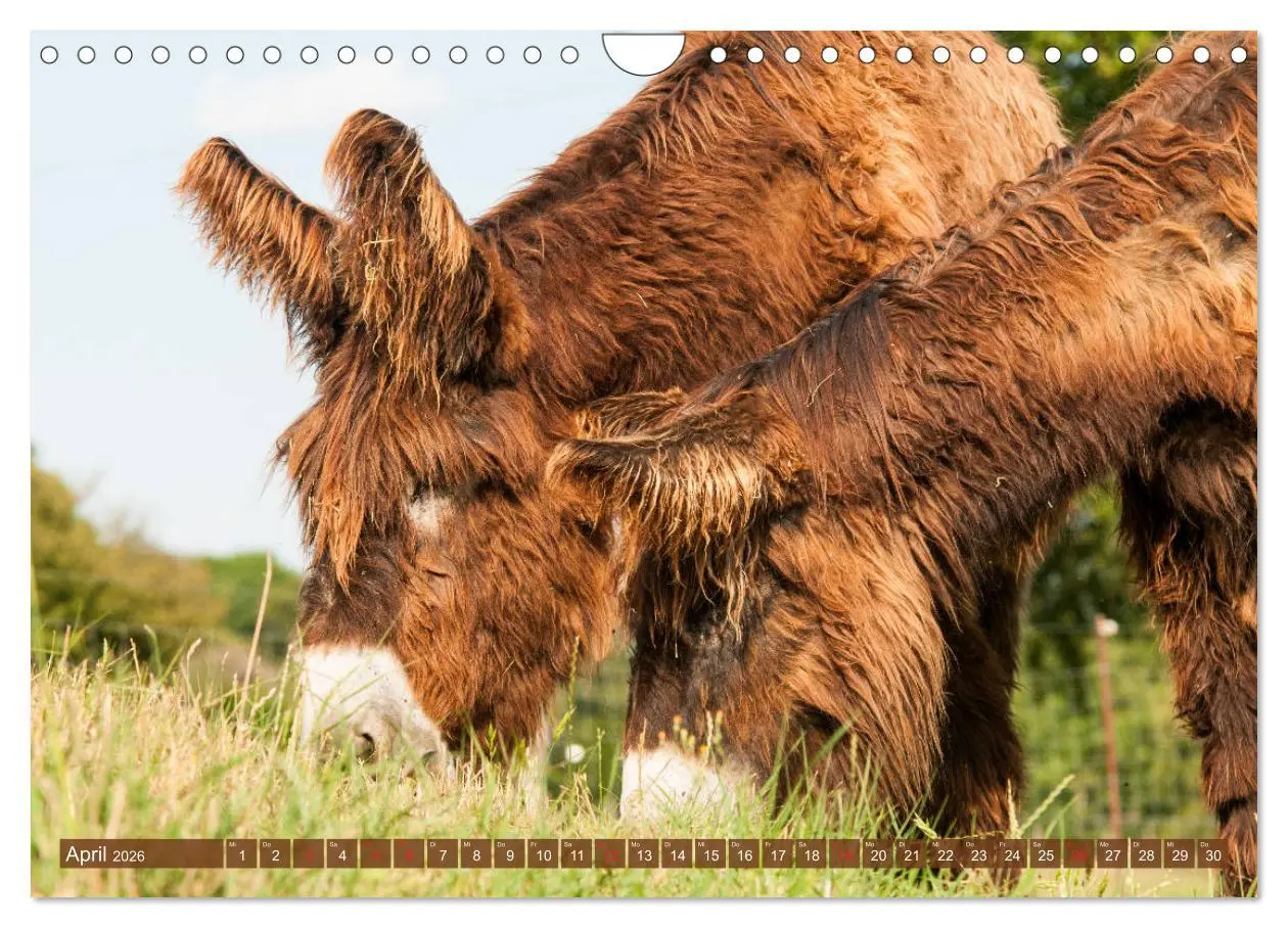 Bild: 9783457757307 | Kunterbunte Eselwelt - Liebenswerte Langohren (Wandkalender 2026...