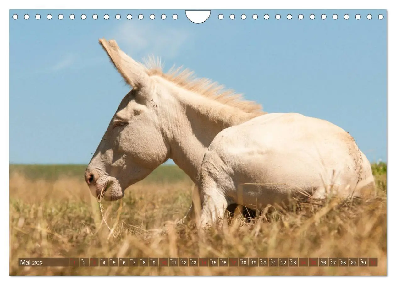 Bild: 9783457757307 | Kunterbunte Eselwelt - Liebenswerte Langohren (Wandkalender 2026...