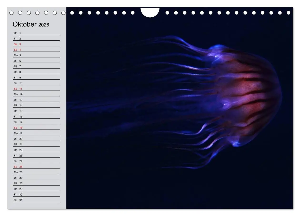 Bild: 9783457997307 | Quallen. Ätherische Wunderwesen (Wandkalender 2026 DIN A4 quer),...