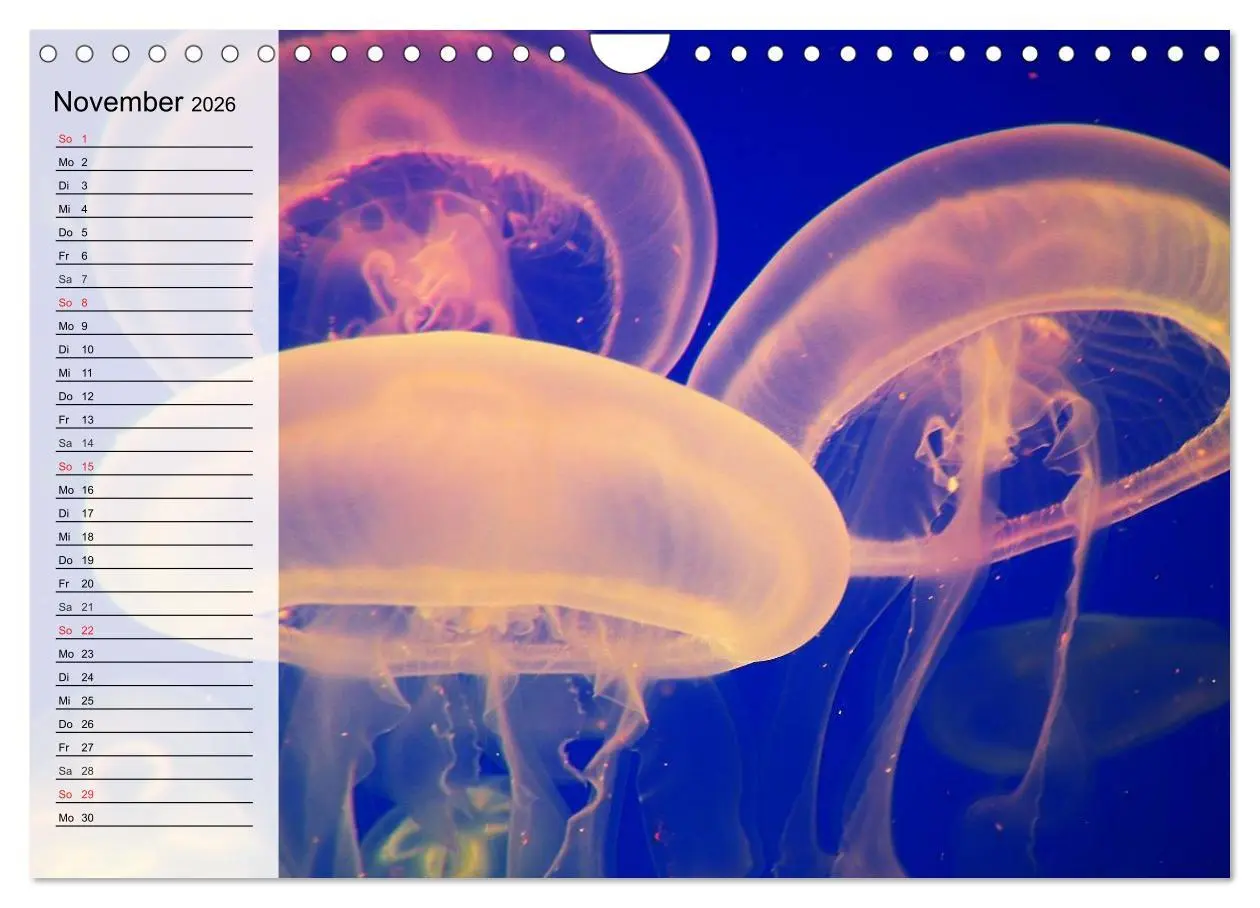 Bild: 9783457997307 | Quallen. Ätherische Wunderwesen (Wandkalender 2026 DIN A4 quer),...