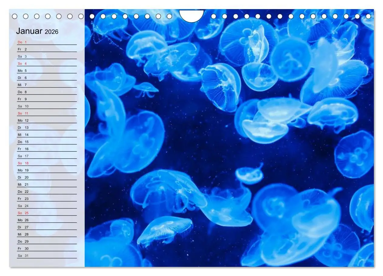 Bild: 9783457997307 | Quallen. Ätherische Wunderwesen (Wandkalender 2026 DIN A4 quer),...