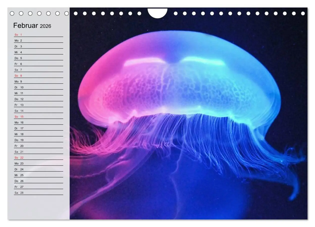 Bild: 9783457997307 | Quallen. Ätherische Wunderwesen (Wandkalender 2026 DIN A4 quer),...