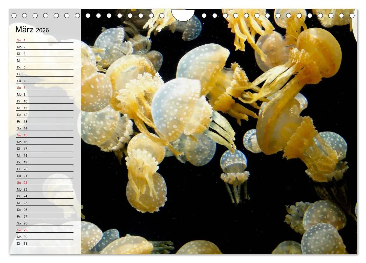 Bild: 9783457997307 | Quallen. Ätherische Wunderwesen (Wandkalender 2026 DIN A4 quer),...