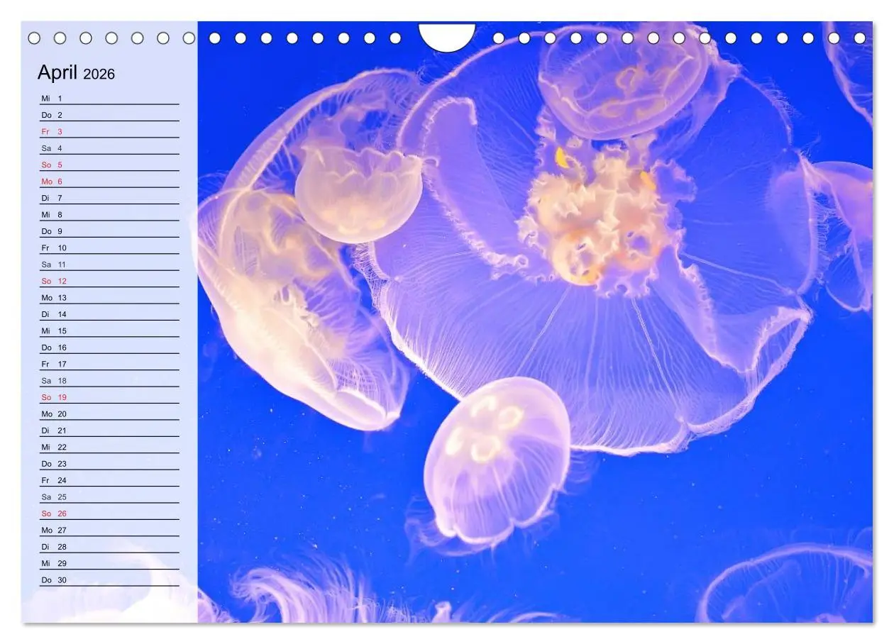 Bild: 9783457997307 | Quallen. Ätherische Wunderwesen (Wandkalender 2026 DIN A4 quer),...