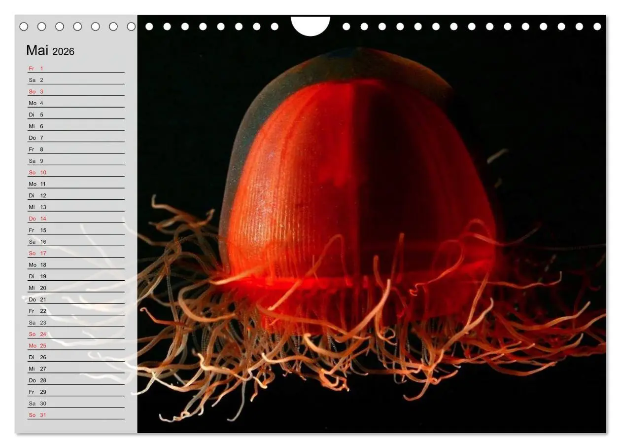 Bild: 9783457997307 | Quallen. Ätherische Wunderwesen (Wandkalender 2026 DIN A4 quer),...