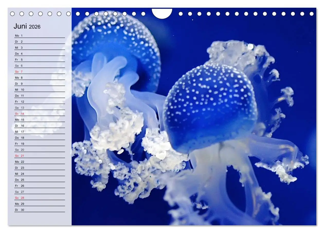 Bild: 9783457997307 | Quallen. Ätherische Wunderwesen (Wandkalender 2026 DIN A4 quer),...