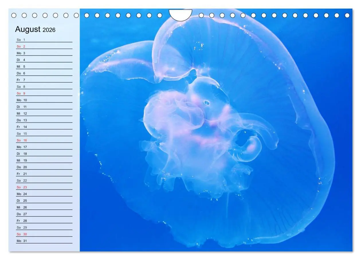 Bild: 9783457997307 | Quallen. Ätherische Wunderwesen (Wandkalender 2026 DIN A4 quer),...
